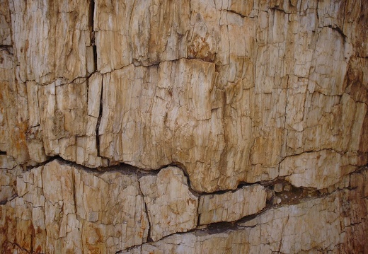 Petrified