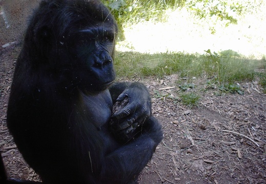 Gorilla