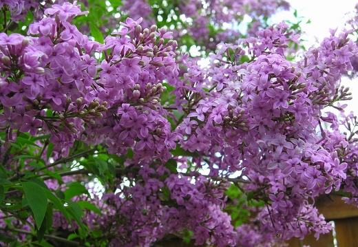 Lilacs